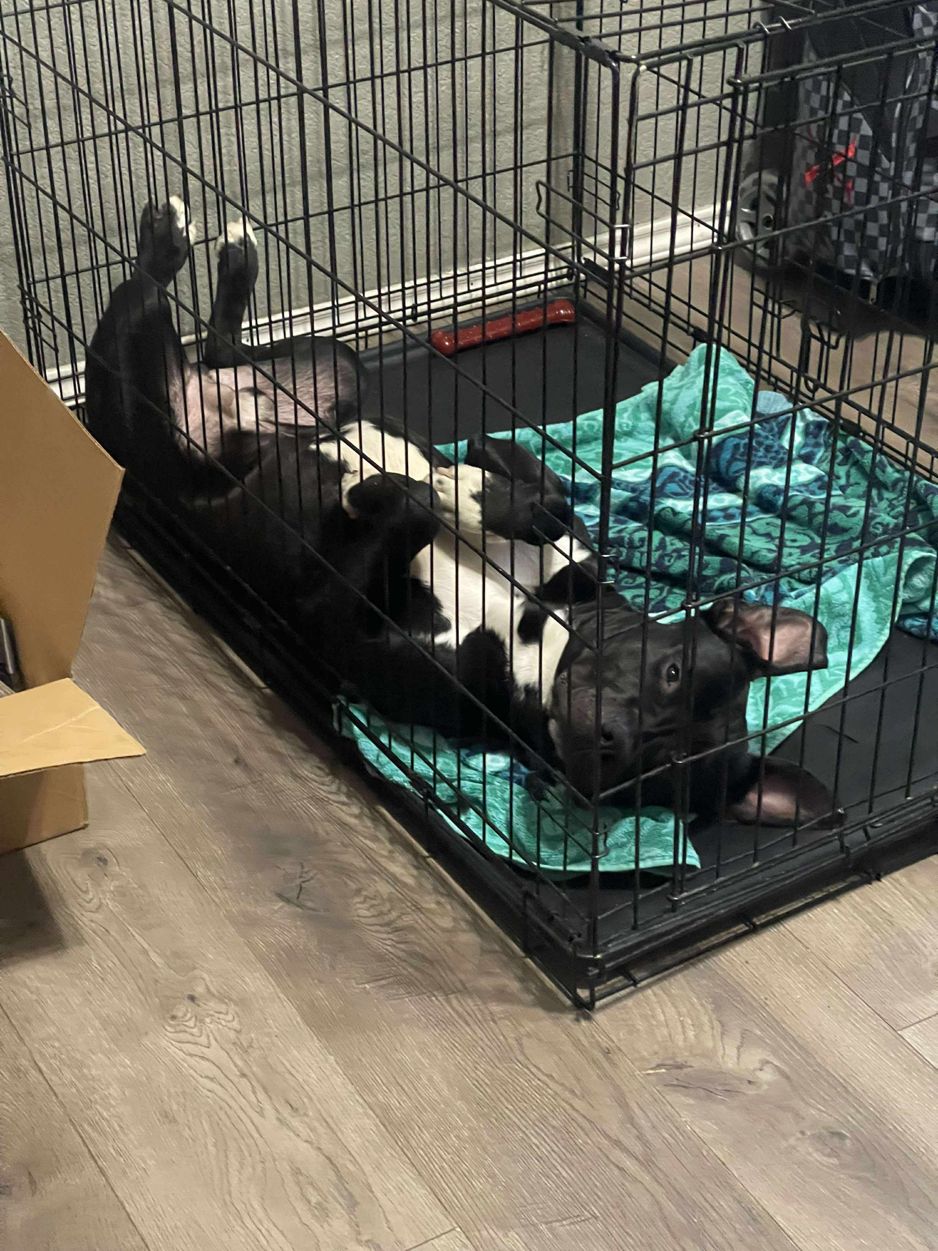 Rocky, an adoptable Pit Bull Terrier in Arlee, MT, 59821 | Photo Image 3