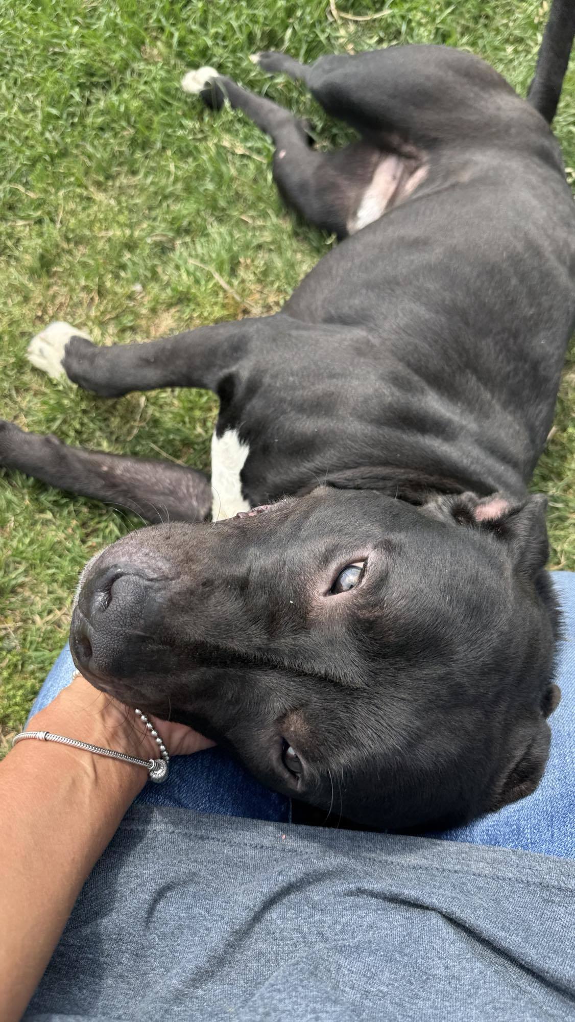 Rocky, an adoptable Pit Bull Terrier in Arlee, MT, 59821 | Photo Image 5