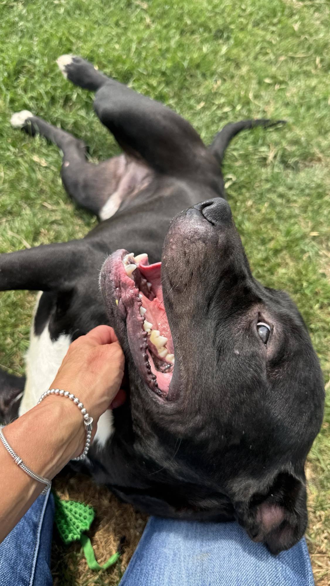 Rocky, an adoptable Pit Bull Terrier in Arlee, MT, 59821 | Photo Image 6