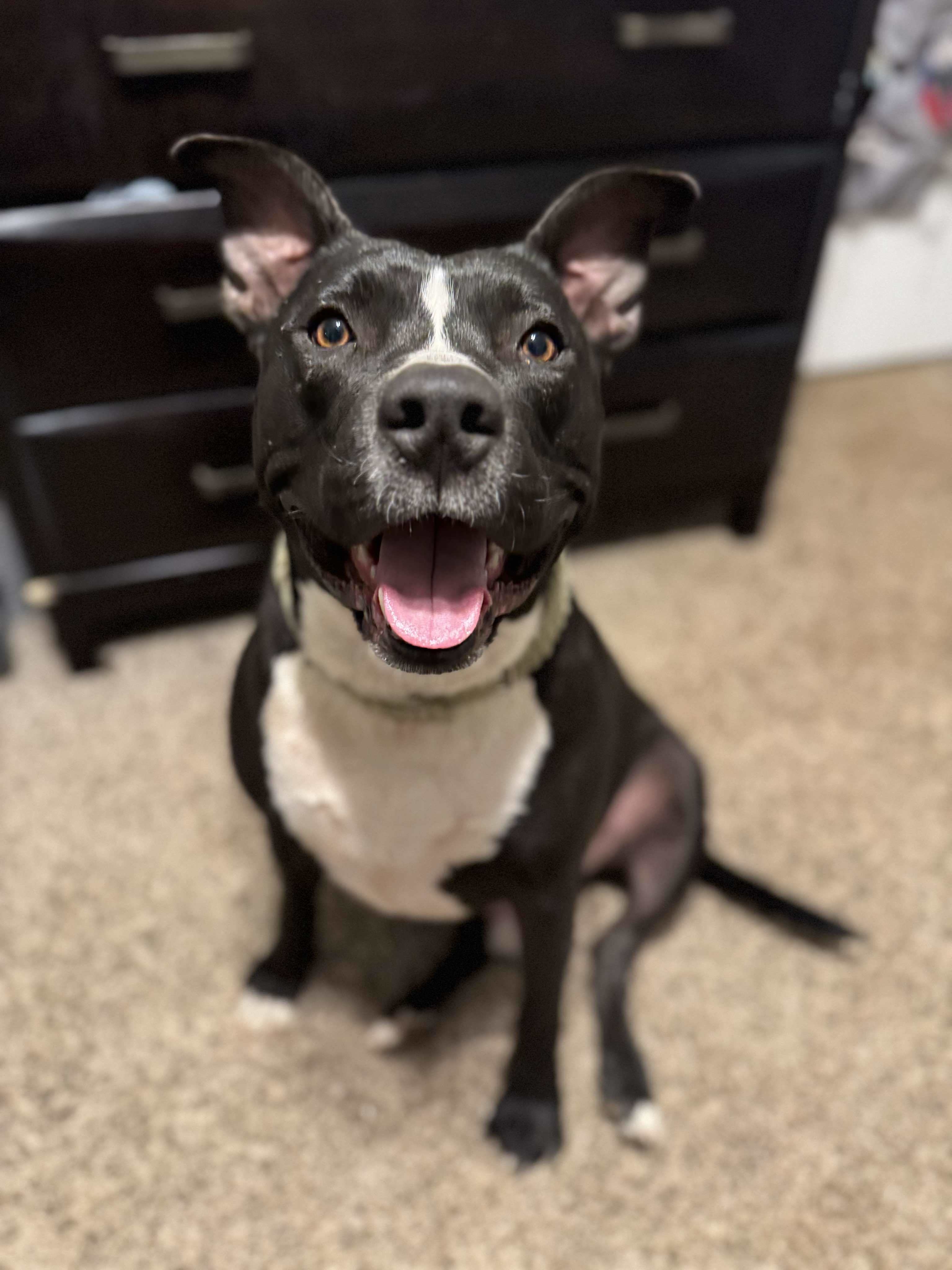 Diesel, an adoptable Pit Bull Terrier in Arlee, MT, 59821 | Photo Image 1