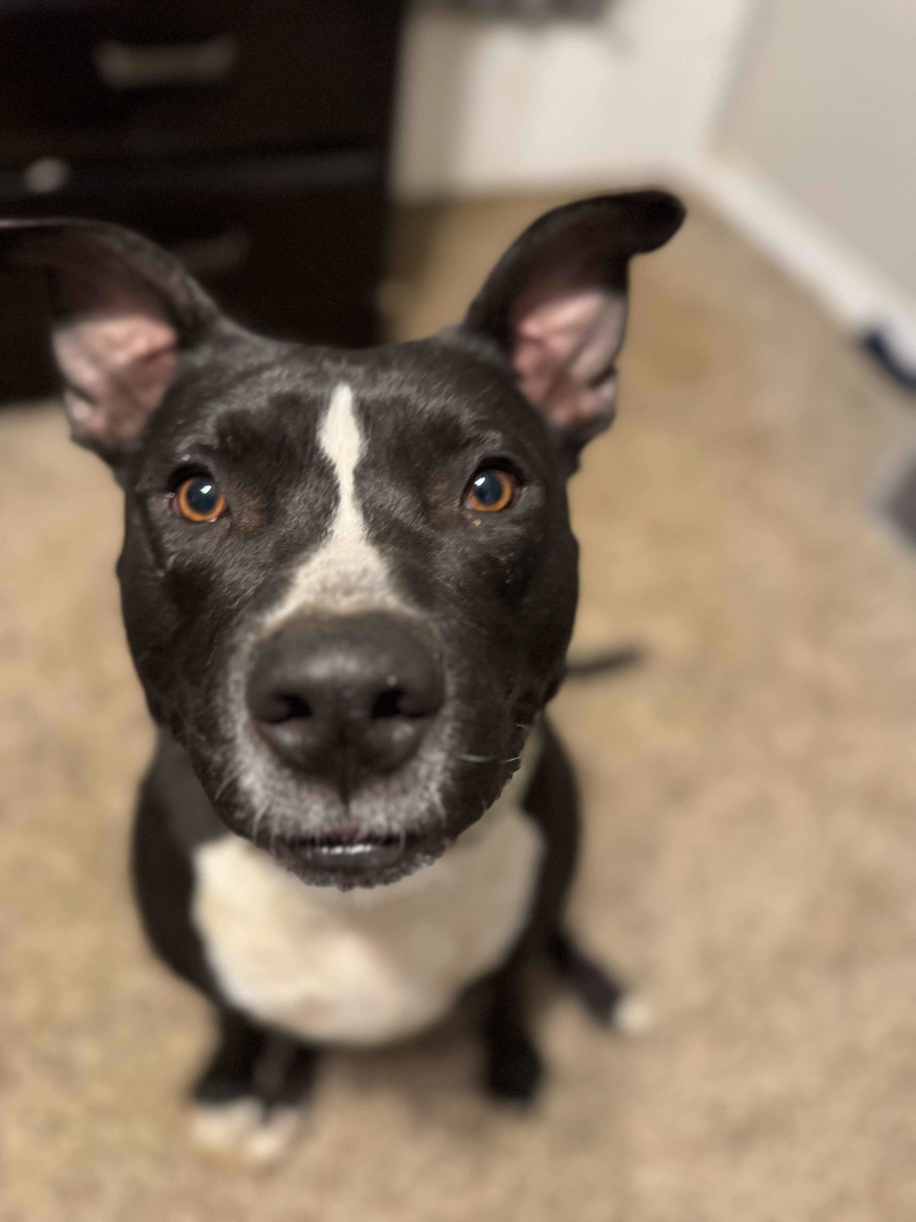 Diesel, an adoptable Pit Bull Terrier in Arlee, MT, 59821 | Photo Image 2