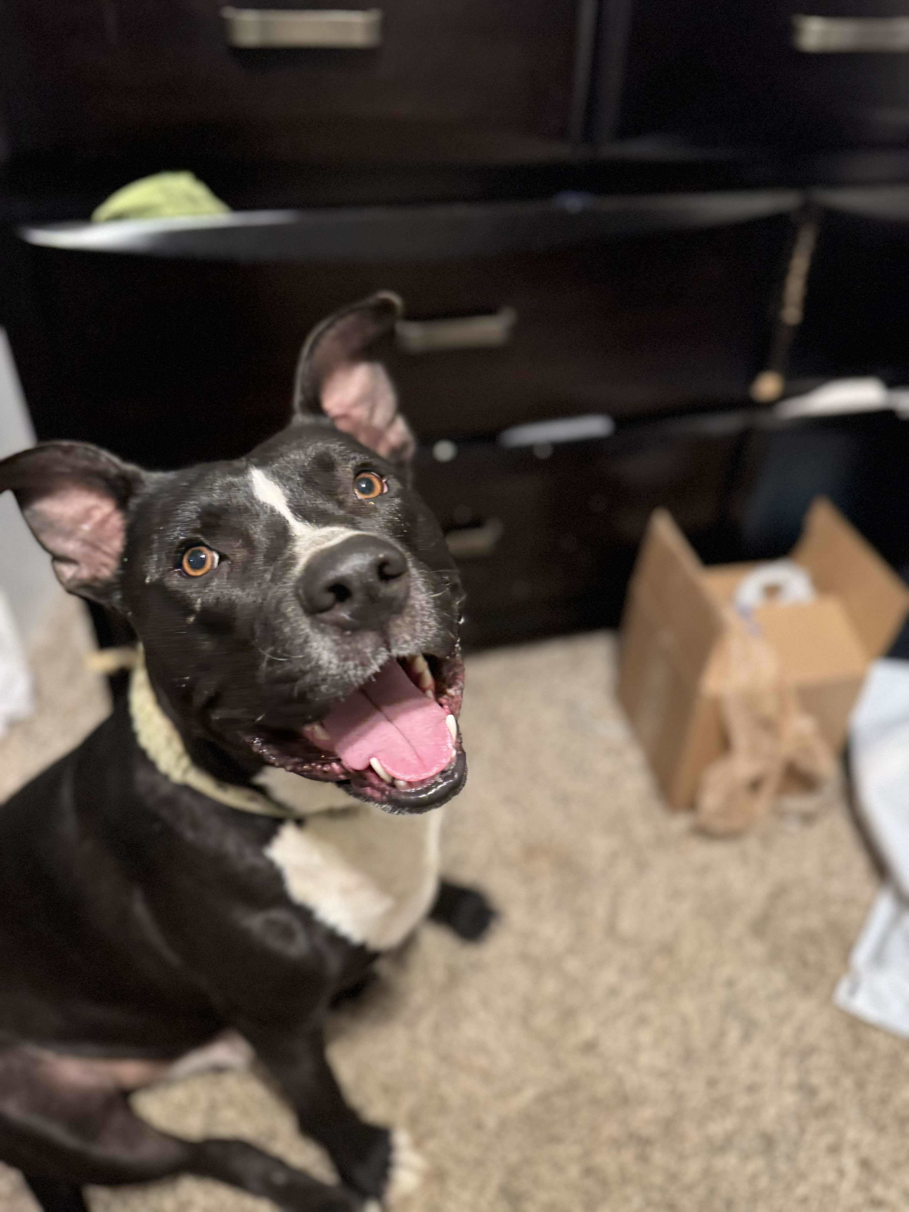 Diesel, an adoptable Pit Bull Terrier in Arlee, MT, 59821 | Photo Image 3