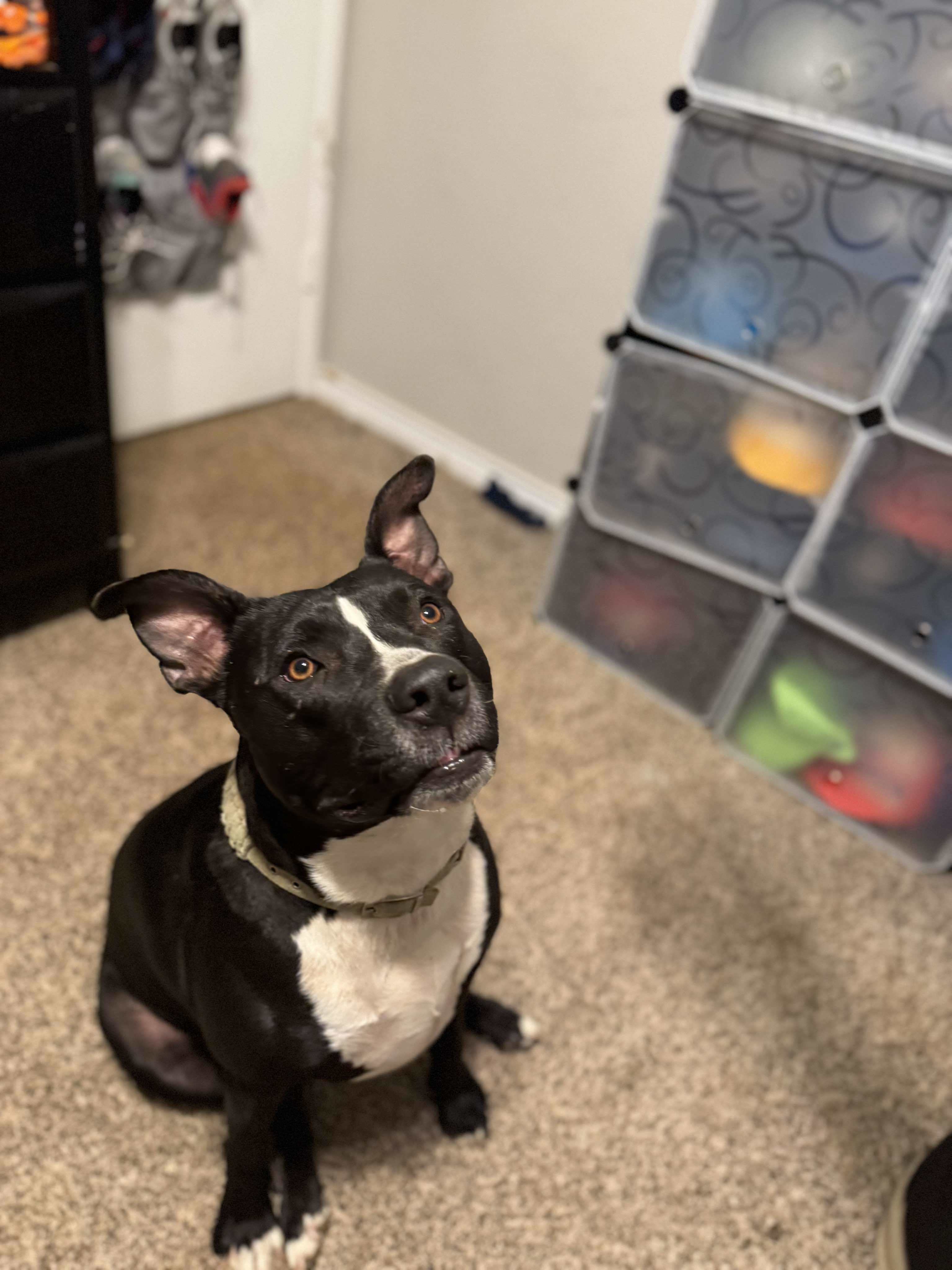 Diesel, an adoptable Pit Bull Terrier in Arlee, MT, 59821 | Photo Image 4