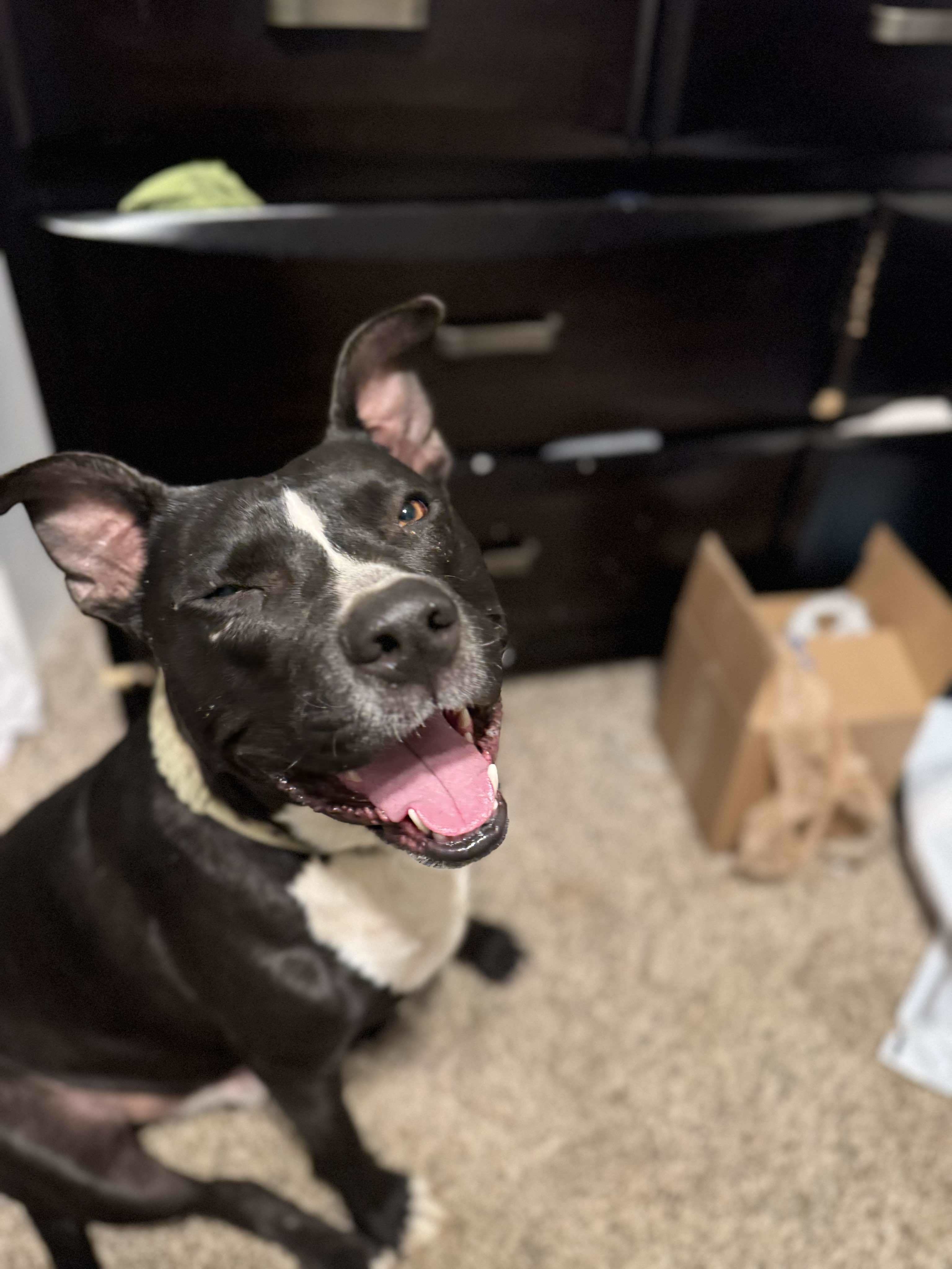 Diesel, an adoptable Pit Bull Terrier in Arlee, MT, 59821 | Photo Image 5
