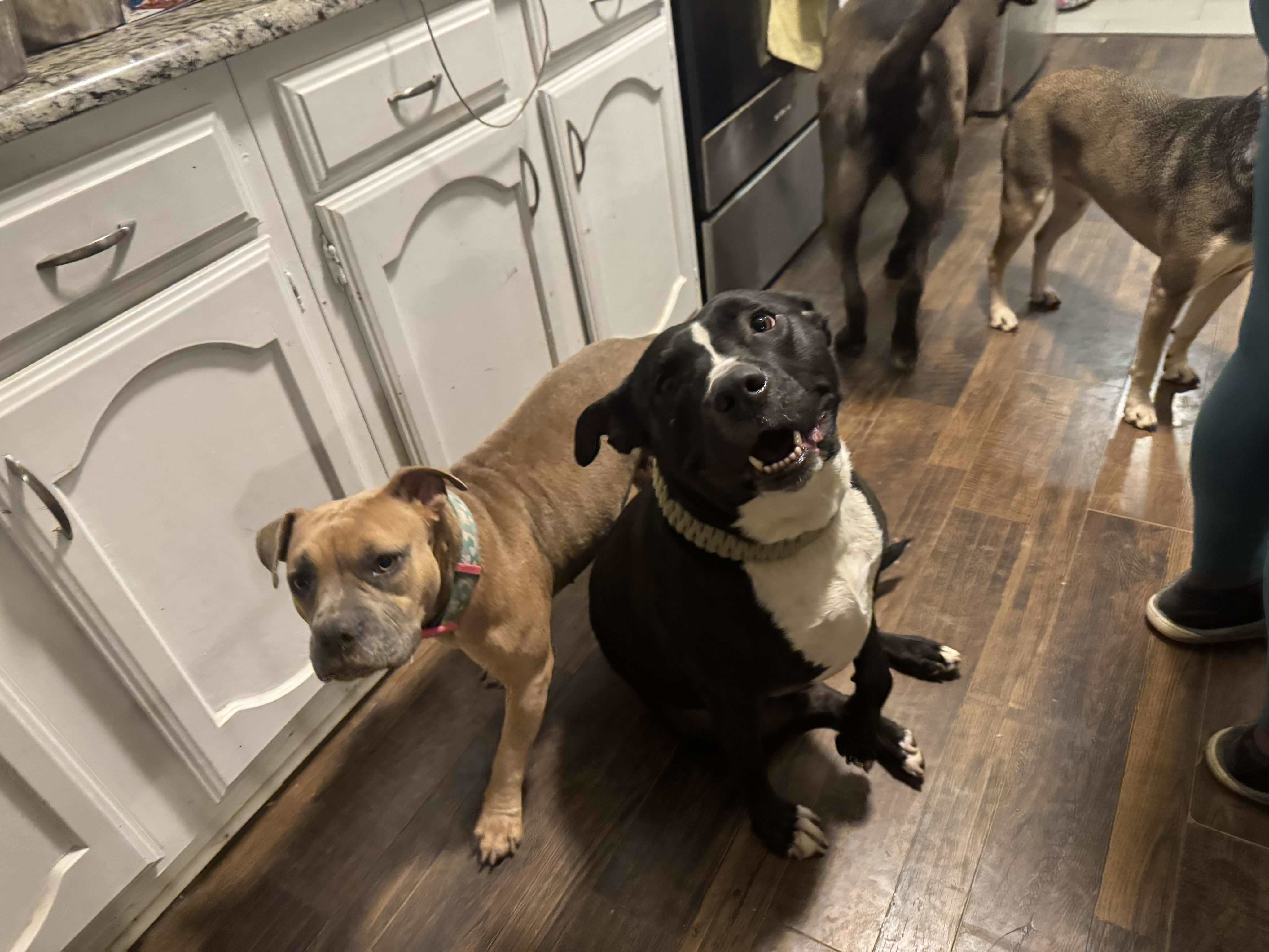 Diesel, an adoptable Pit Bull Terrier in Arlee, MT, 59821 | Photo Image 6