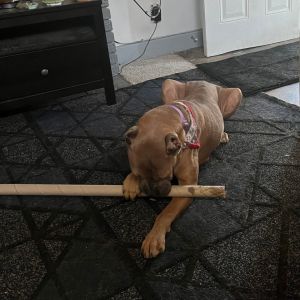 Pearl, Adult Female Cane Corso