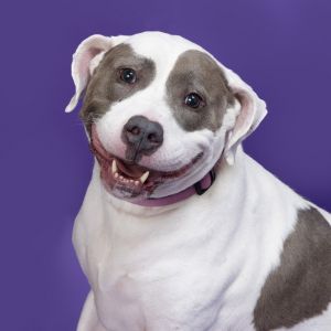 Lotus, Adult Female Mixed Breed