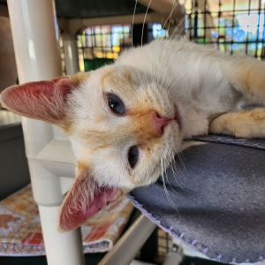 Idabel, Adult Female Domestic Short Hair