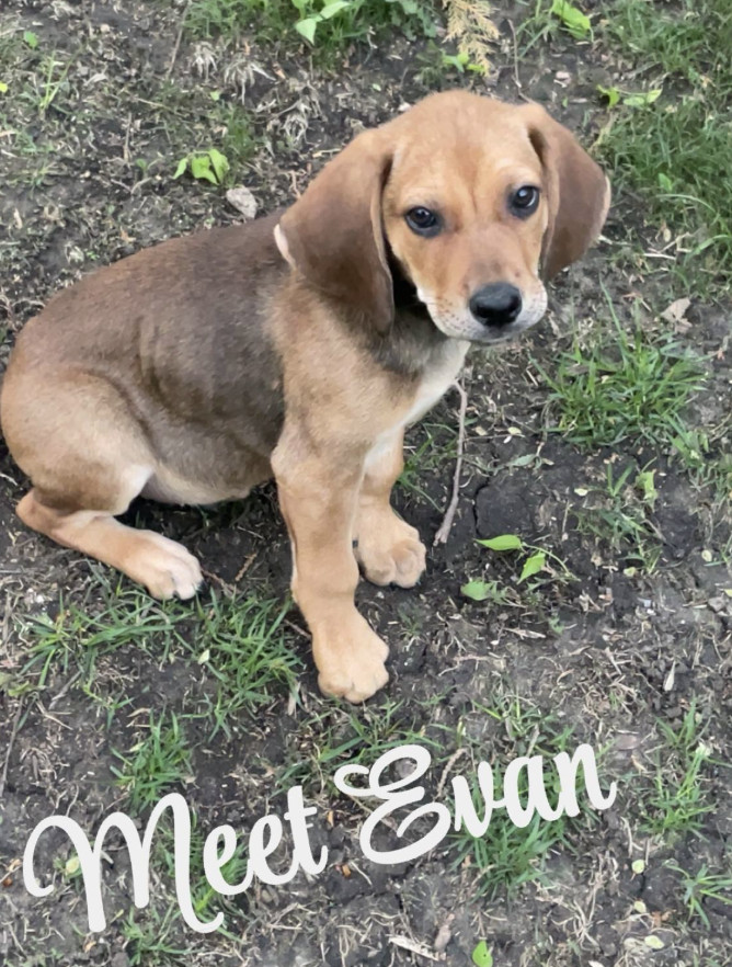 Evan