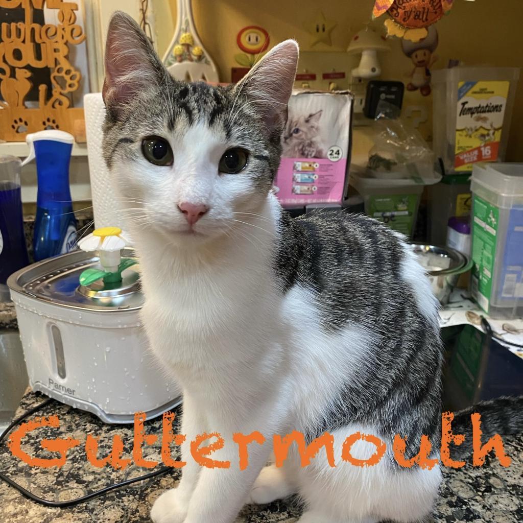 Guttermouth