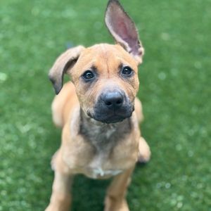 Taffy, Baby Female Shepherd