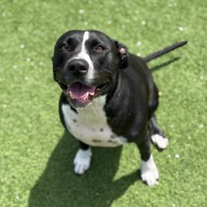 Luna, Adult Female Mixed Breed