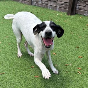 Tippy 4301, Senior Female English Pointer