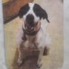 Tippy 4301 photo 2