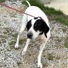 Tippy 4301 photo 3