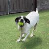 Tippy 4301 photo 4
