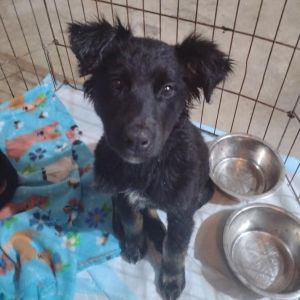 Maverick, Baby Male German Shepherd Dog