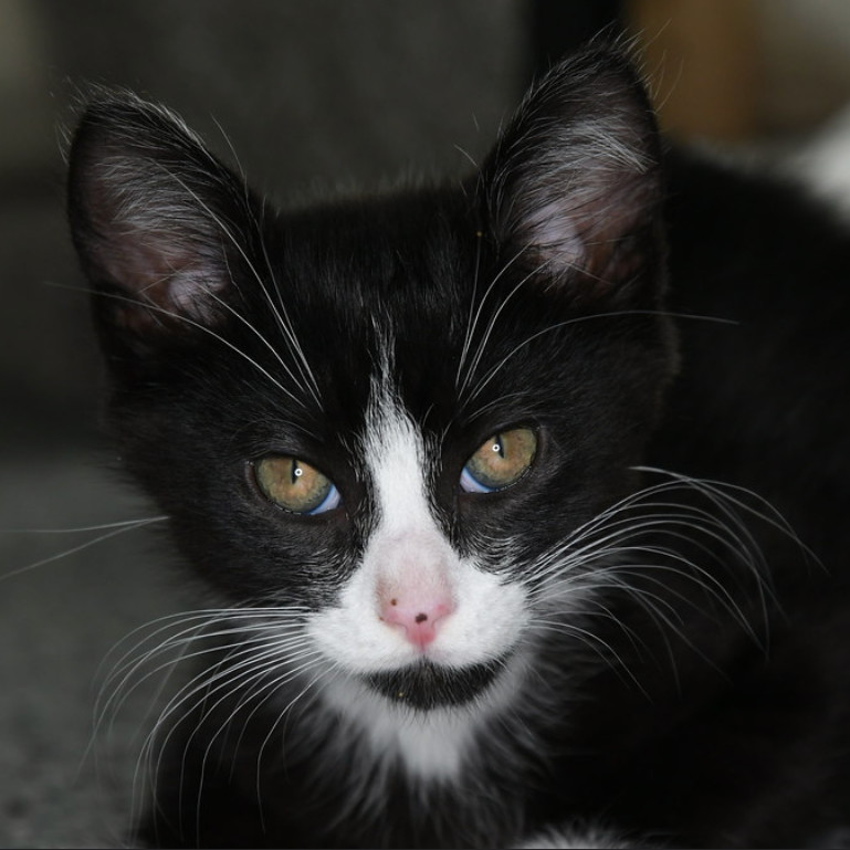 Rufus