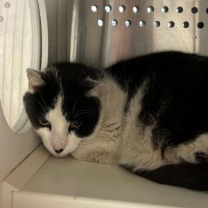 Muffin BCAS, Senior Female unknown