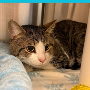 Archie BCAS (friends w/Bongo BCAS), Adult Male unknown