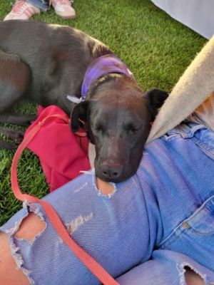 Ravenclaw Labrador Retriever Dog