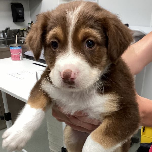 Pet Image