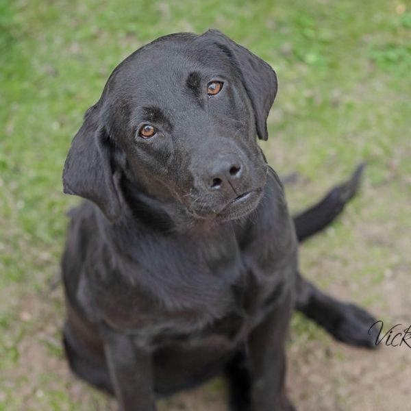 Pet Image