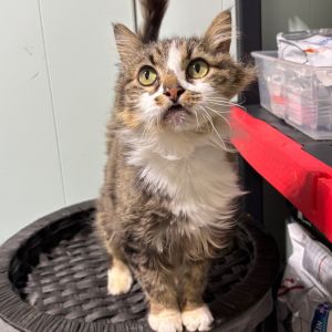 Doris, Adult Female Domestic Long Hair