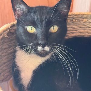Say hello to Dorothy a striking black and white beauty with brains charm and just the right touch