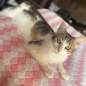 Meet Daisy a darling young cat with a heart full of love and a purr that never 