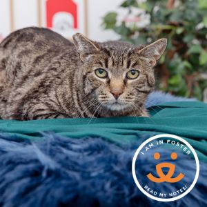 Mellow 8 year-old Cream Puff is looking for nothing more than a quiet and calm p