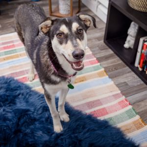 Spumoni is a sweet mellow girl with a heart full of love Shes calm people-social and always up 