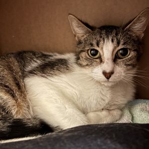 Beautiful 2-year old Jasmine loves to snuggle in cozy places with tons of warm b