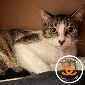 Beautiful 2-year old Jasmine loves to snuggle in cozy places with tons of warm bedding She enjoys h