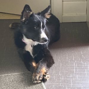 STEVE, Young Male Border Collie