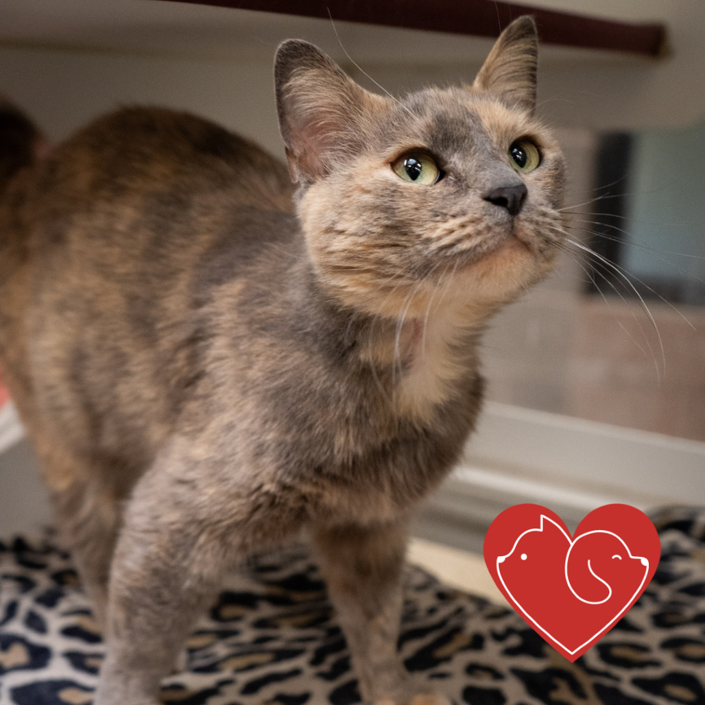 Lagertha, an adoptable Domestic Short Hair in Cheyenne, WY, 82007 | Photo Image 1