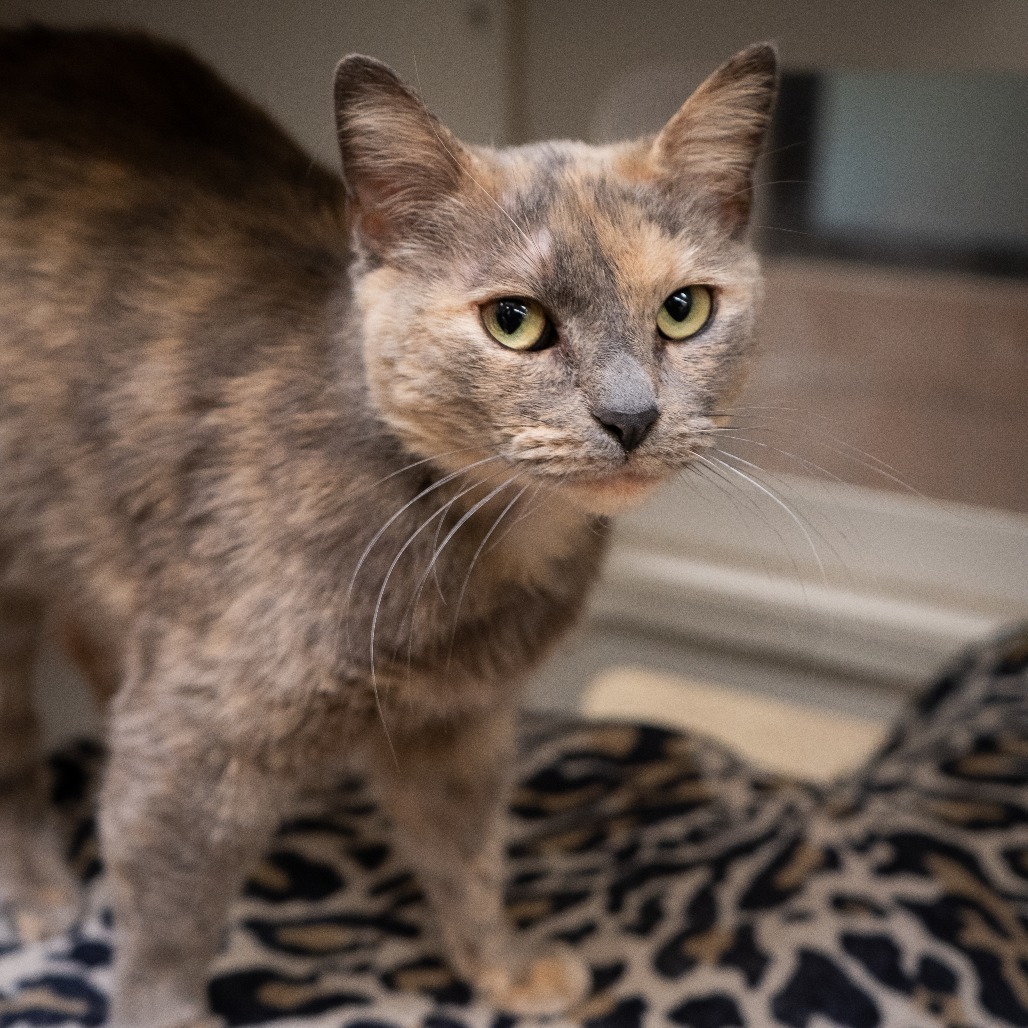 Lagertha, an adoptable Domestic Short Hair in Cheyenne, WY, 82007 | Photo Image 2