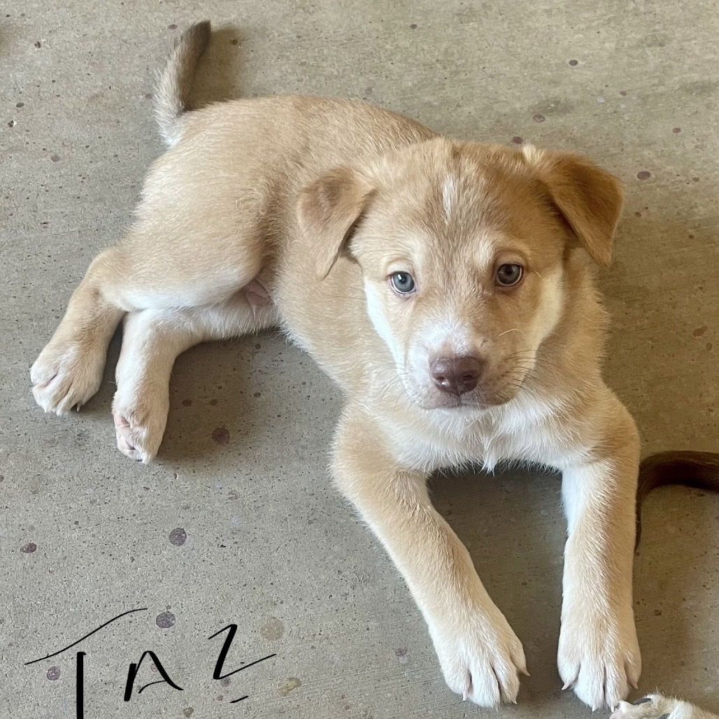 Taz