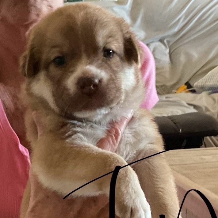 Taz
