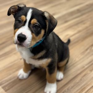 Jasper, Baby Male Terrier