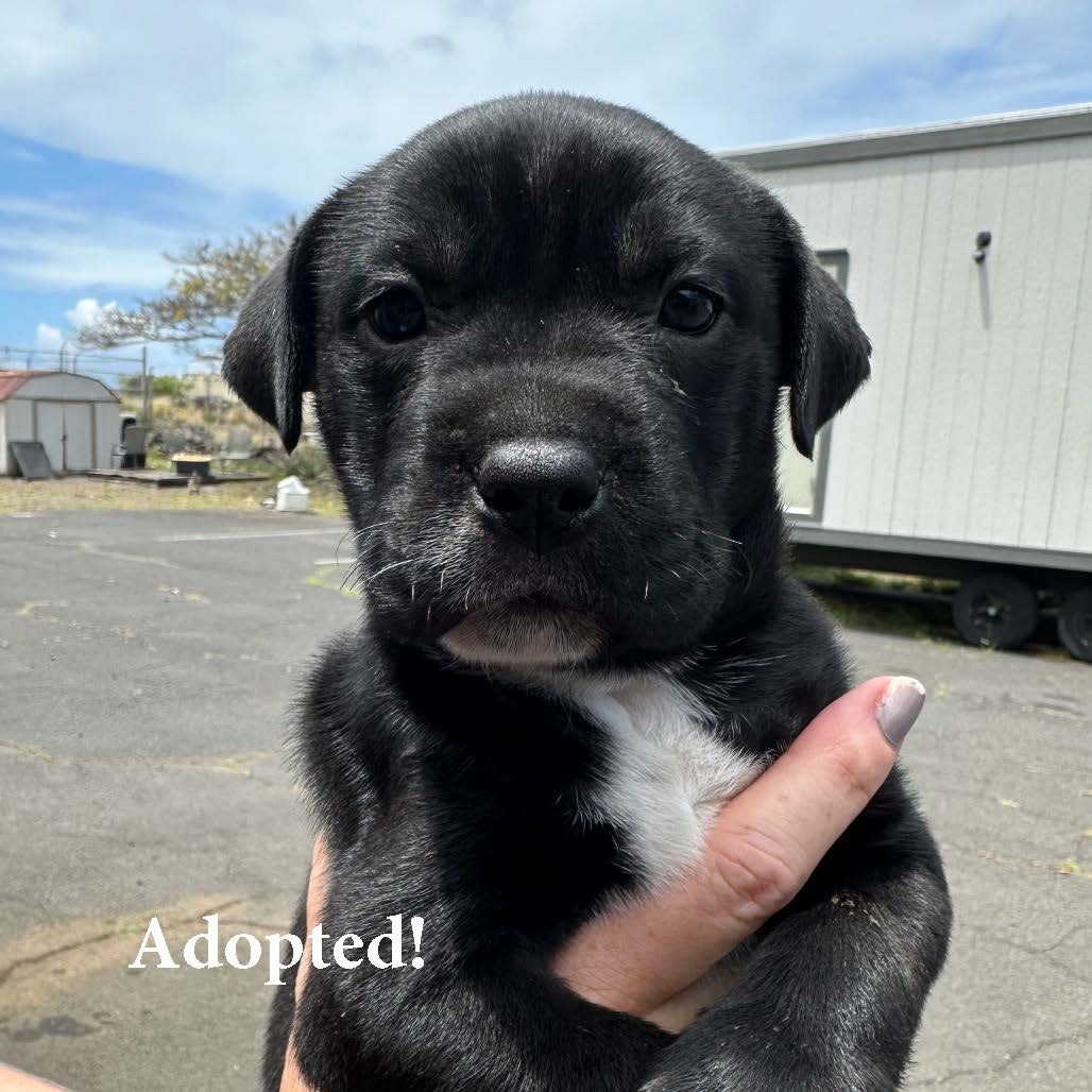 Rell, an adoptable Mixed Breed in Volcano, HI, 96785 | Photo Image 1