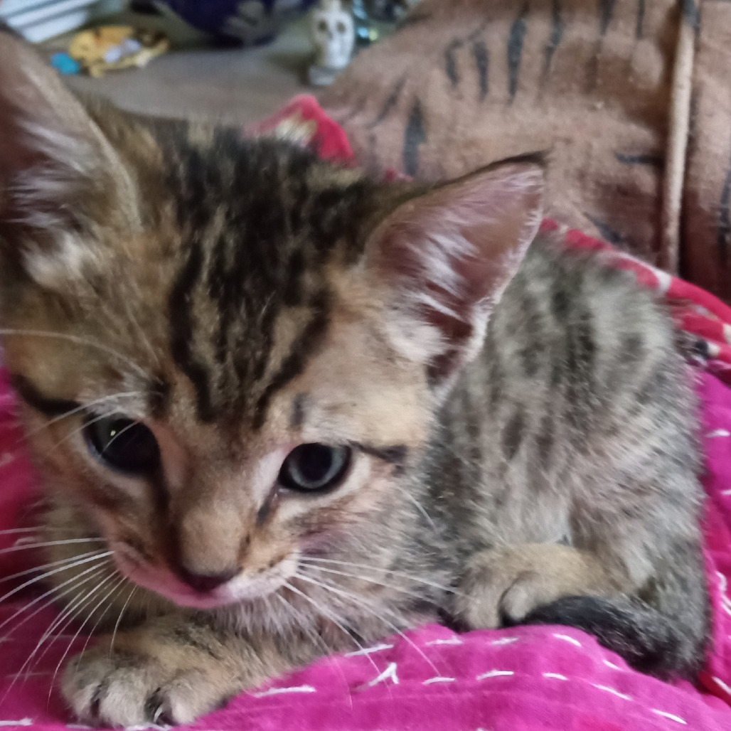 Owen (COH-A-62411), an adoptable Domestic Short Hair in Volcano, HI, 96785 | Photo Image 2