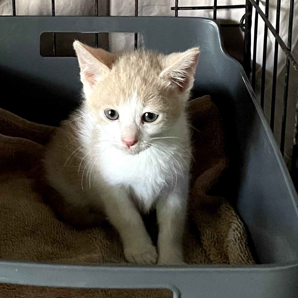 Alec, an adoptable Domestic Short Hair in Volcano, HI, 96785 | Photo Image 1