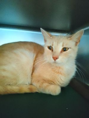 Tangerine