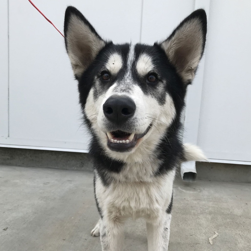 Max