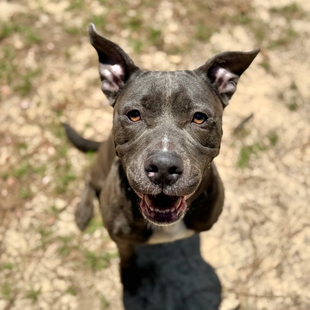 Lulu