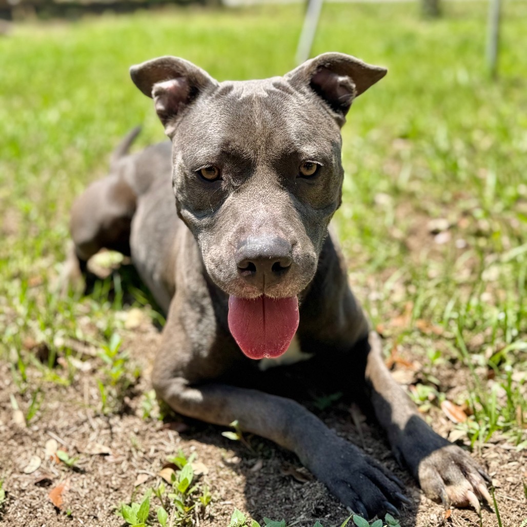Lulu