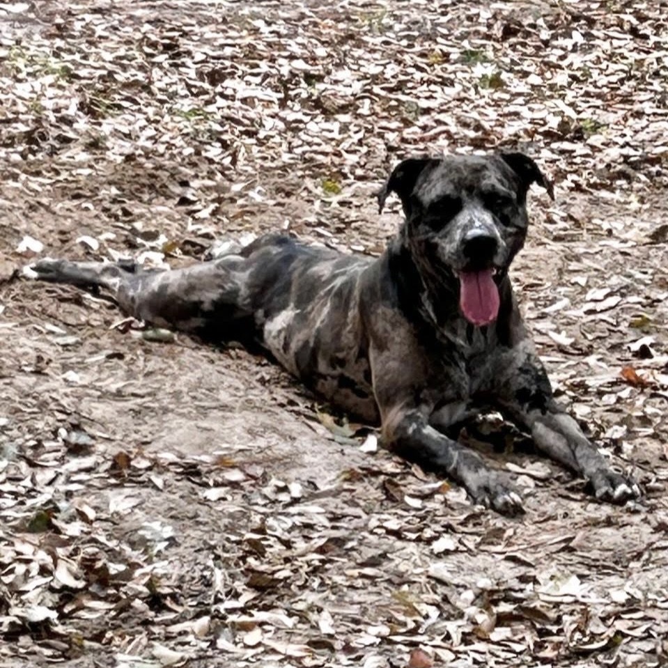 Ranger