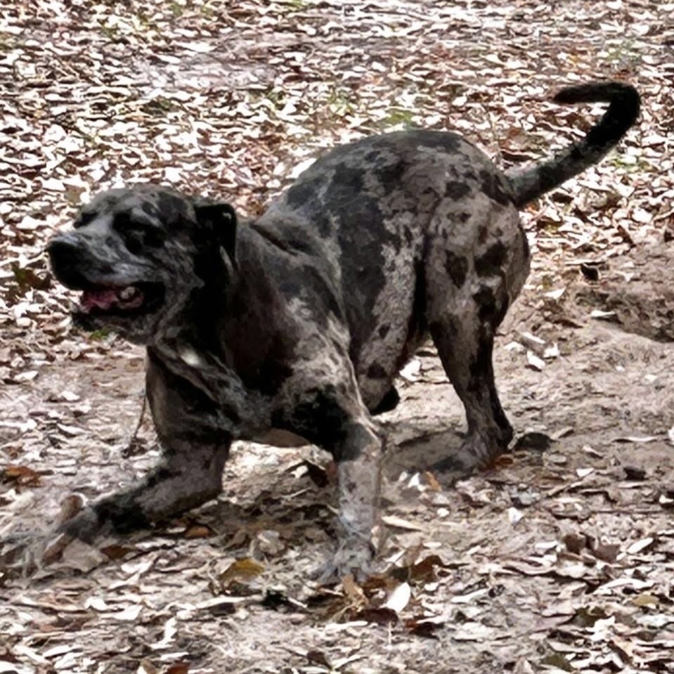 Ranger