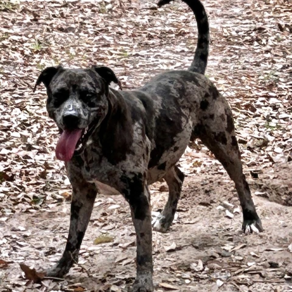 Ranger